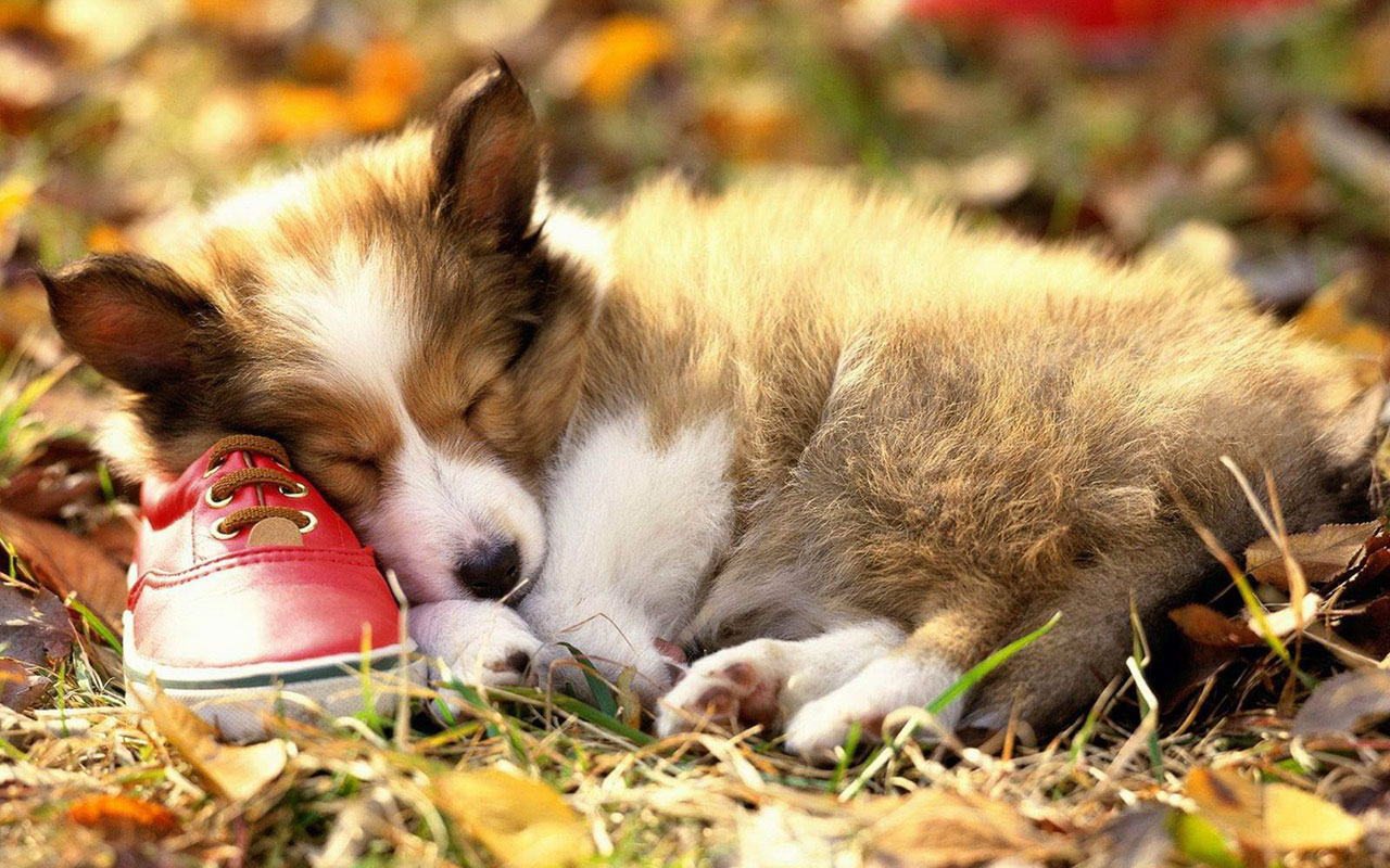 Autumn season wallpaper cute dog photography 6 － Animal ...