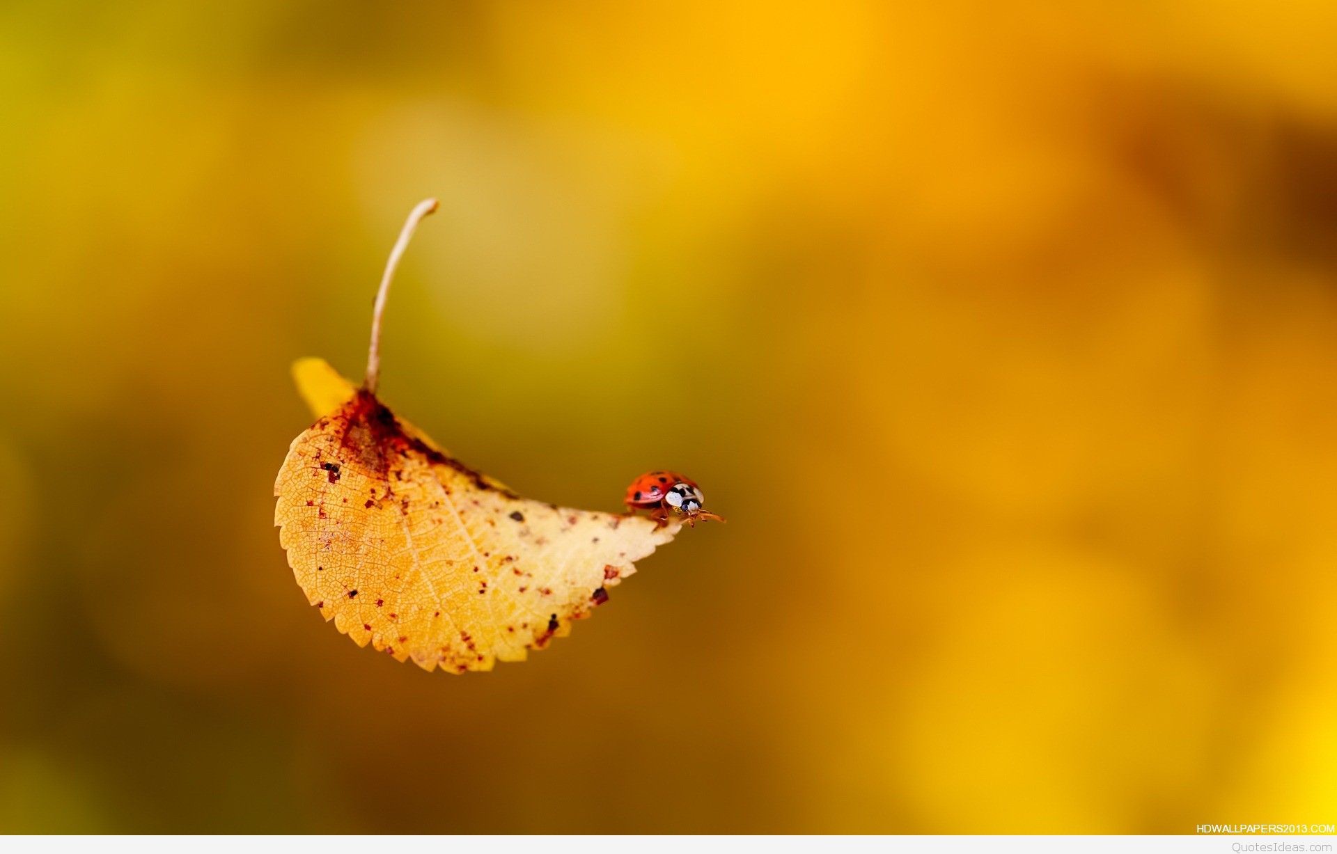 Quotes autumn wallpapers, images and pics