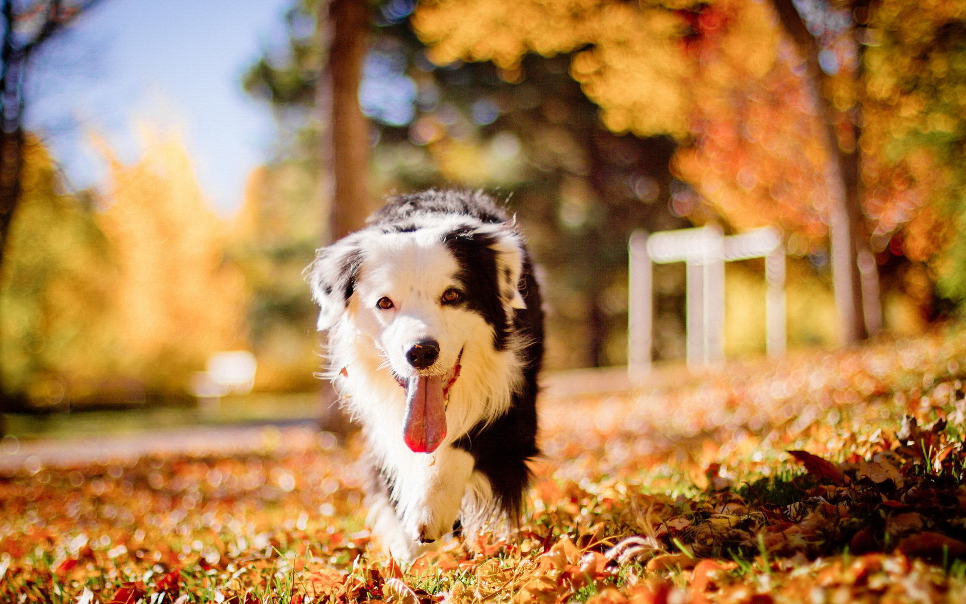Cute dog in romantic autumn wallpapers and images - wallpapers ...