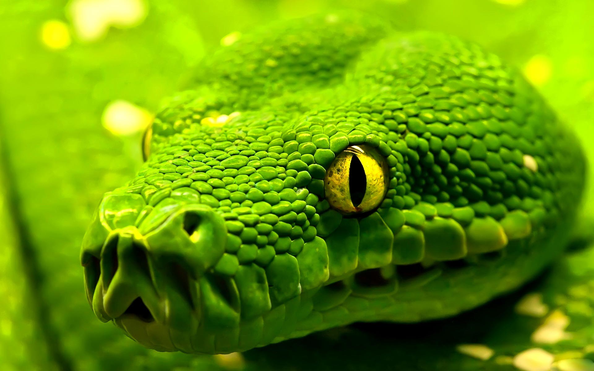 Green Snake High Resolution Wallpaper