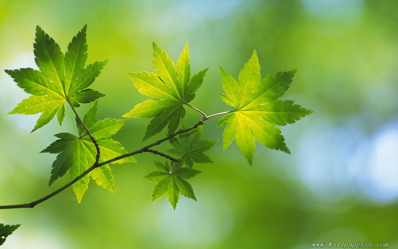 High Resolution Spring Green Leaves 1 － Landscape Wallpapers ...