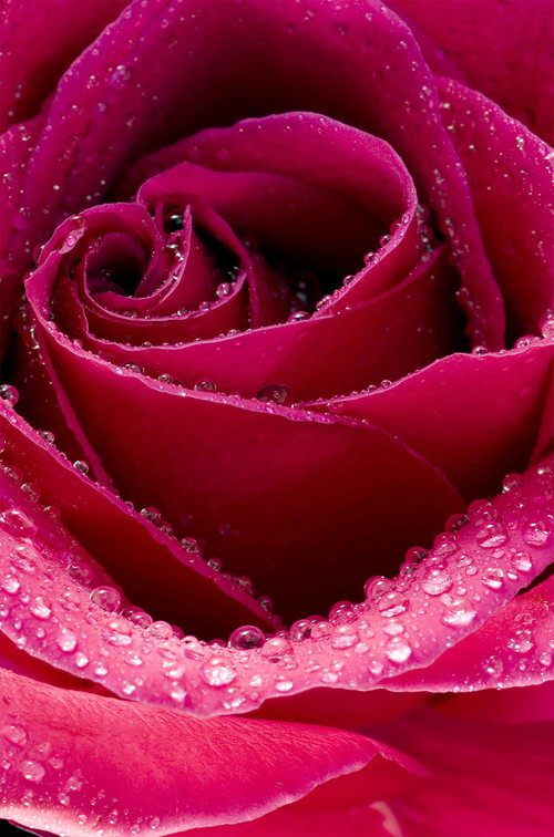 Beautiful Rose Flower iphone hd wallpaper | We Heart It | desktop ...