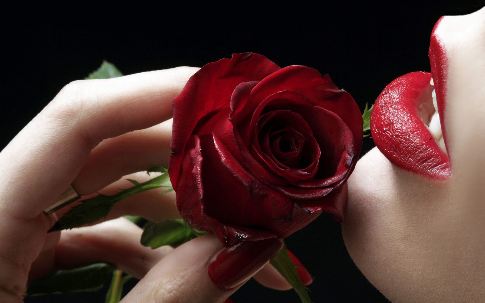 Red rose larest hd kissing photo download Daily pics update HD