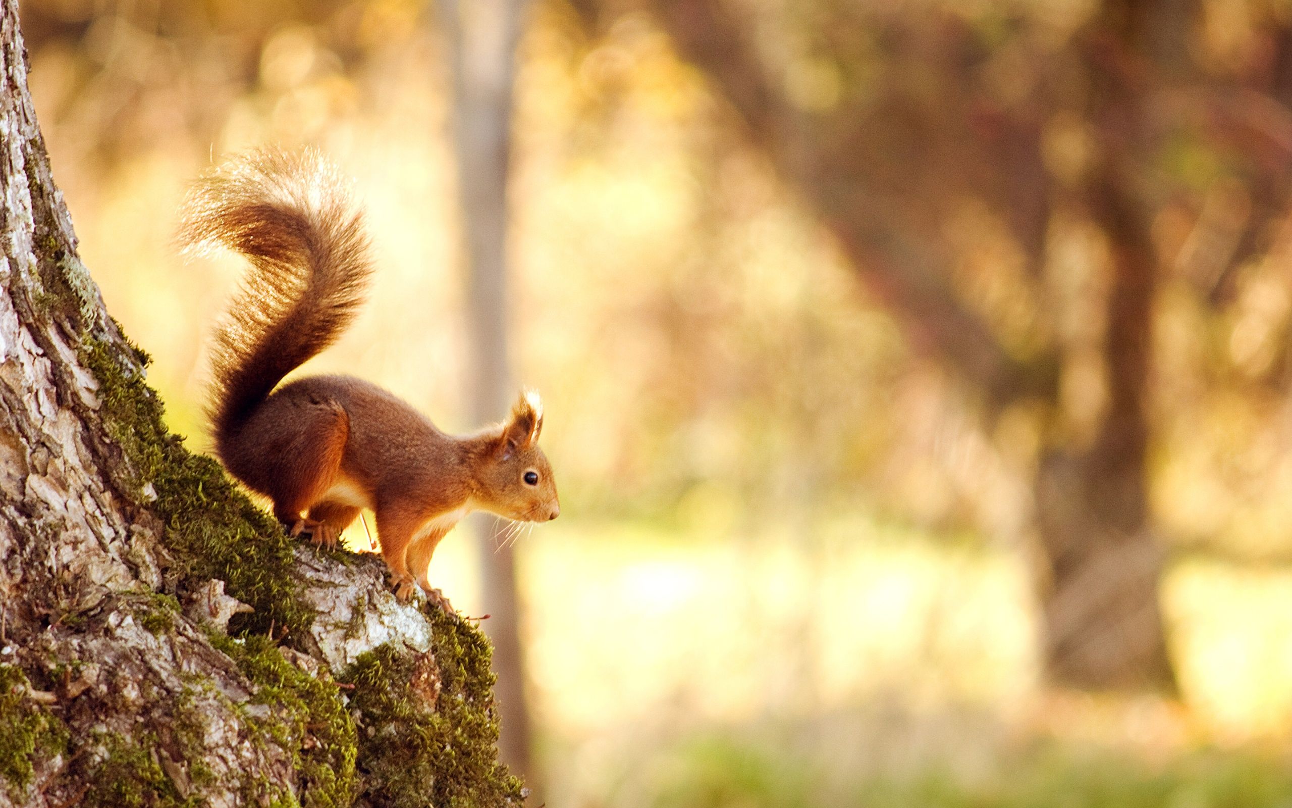 Squirrel Wallpapers | HD Wallpapers