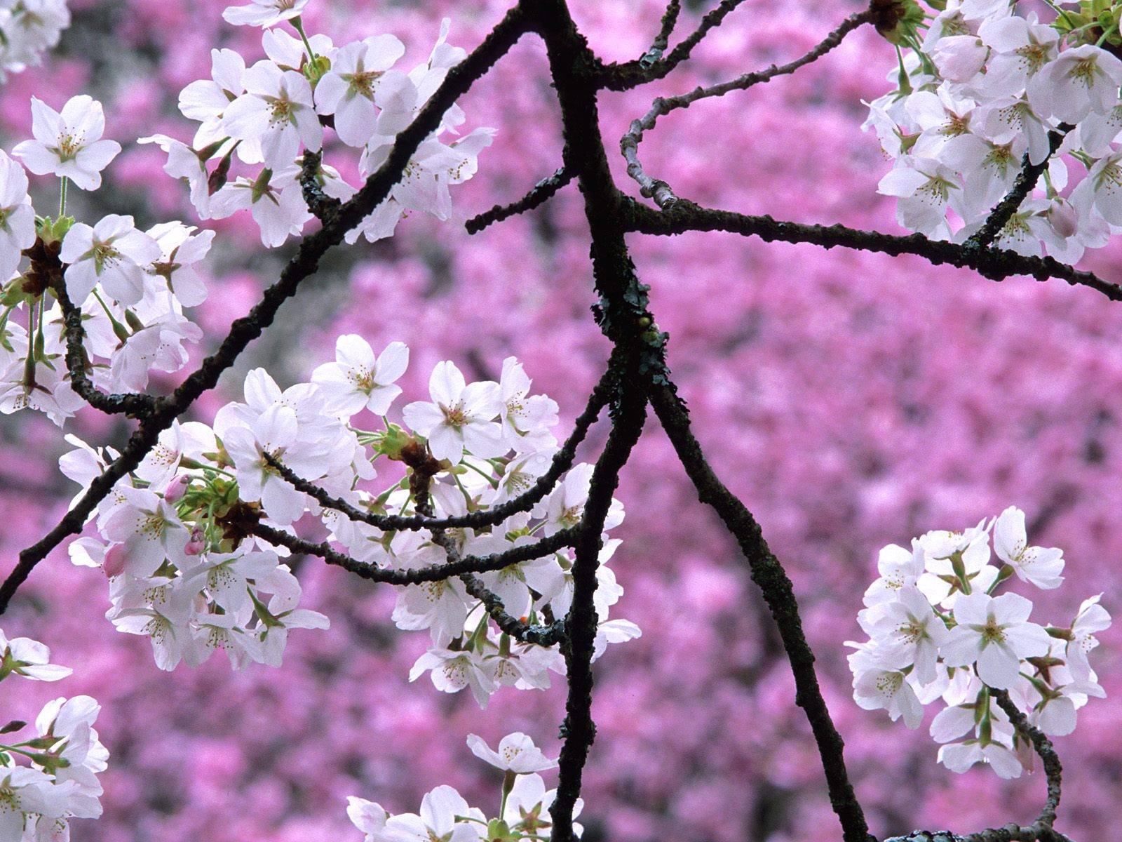 Desktop cherry blossom wallpaper backgrounds