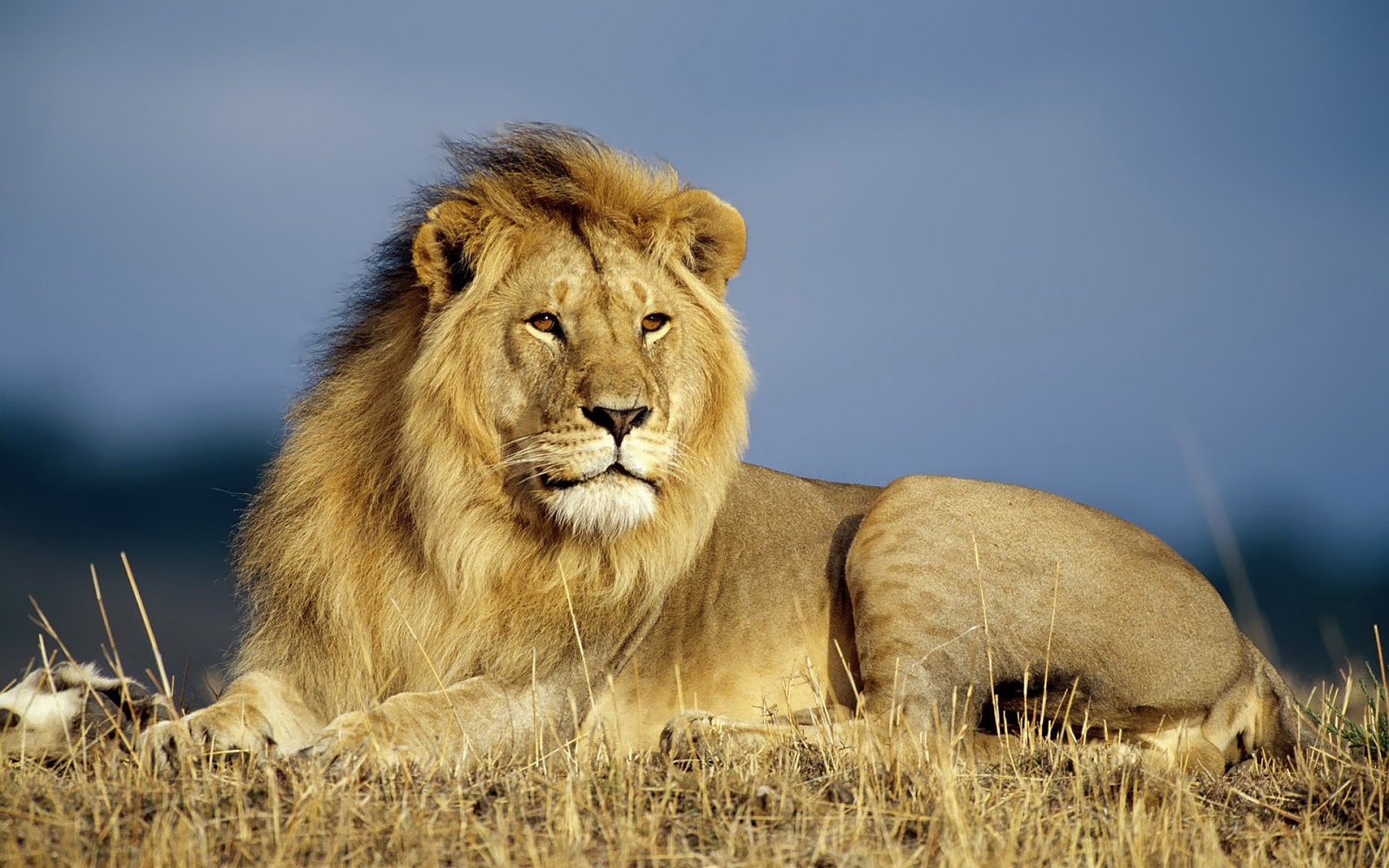 Download Lion Animal Desktop Wallpaper HD Quality #6791 - HD ...