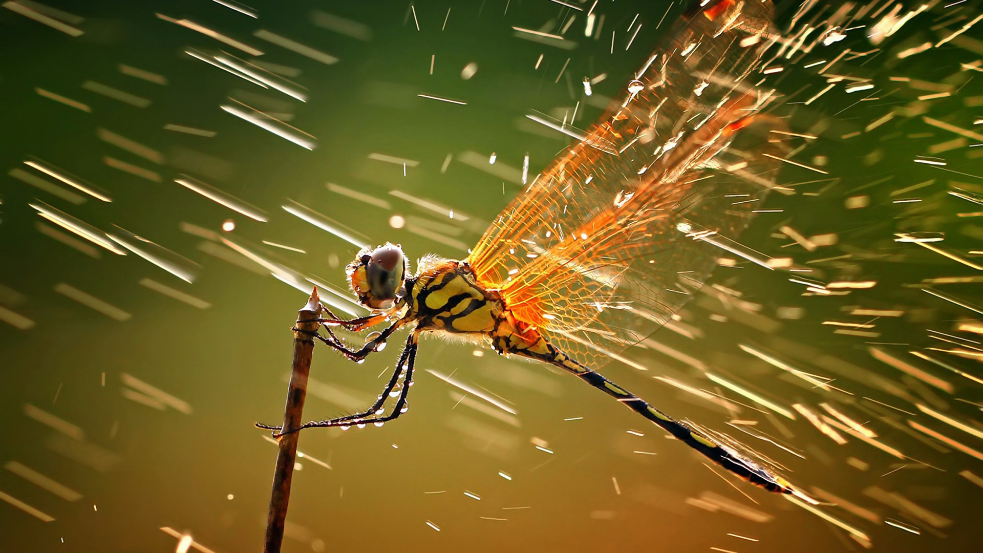 Beautiful Dragonfly Macro Wallpaper Widescreen #14466 Wallpaper ...