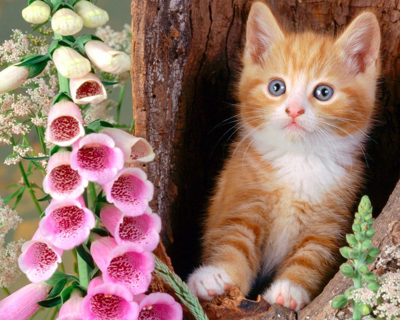 cute cat wallpapers free download | WhatsApp Girls Number ...
