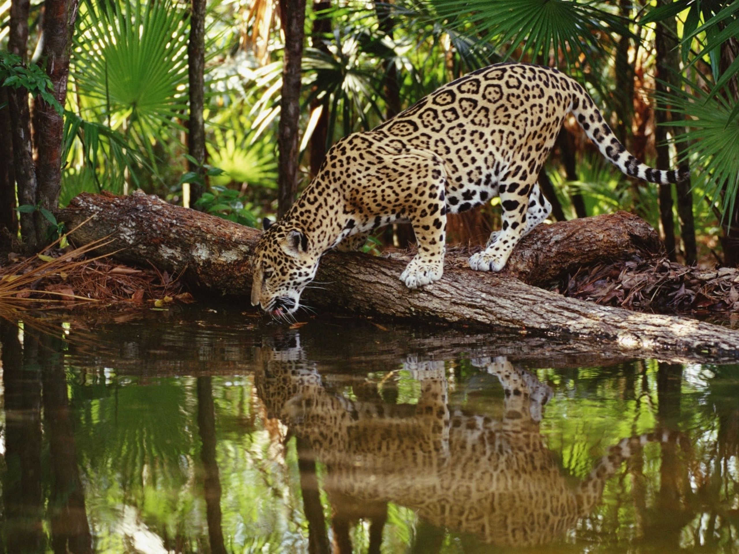Jaguar Animal Desktop Wallpapers - , New Wallpapers, New Wallpapers