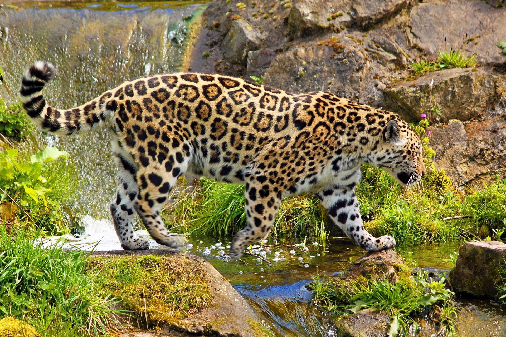 Jaguar Animal Desktop Wallpapers - , New Wallpapers, New Wallpapers
