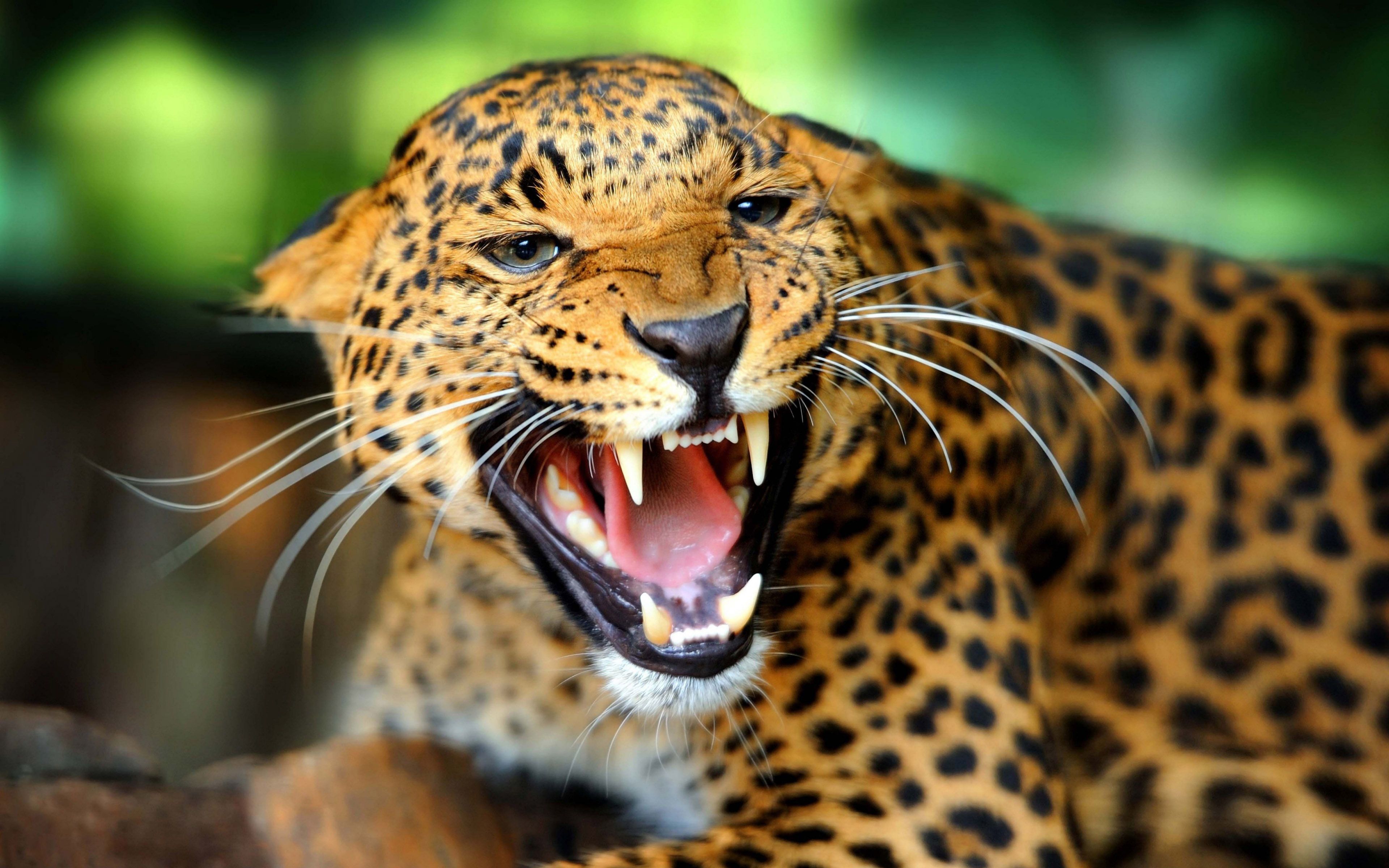 Leopard Wild Cat Animal Desktop Wallpaper - DreamLoveBackgrounds
