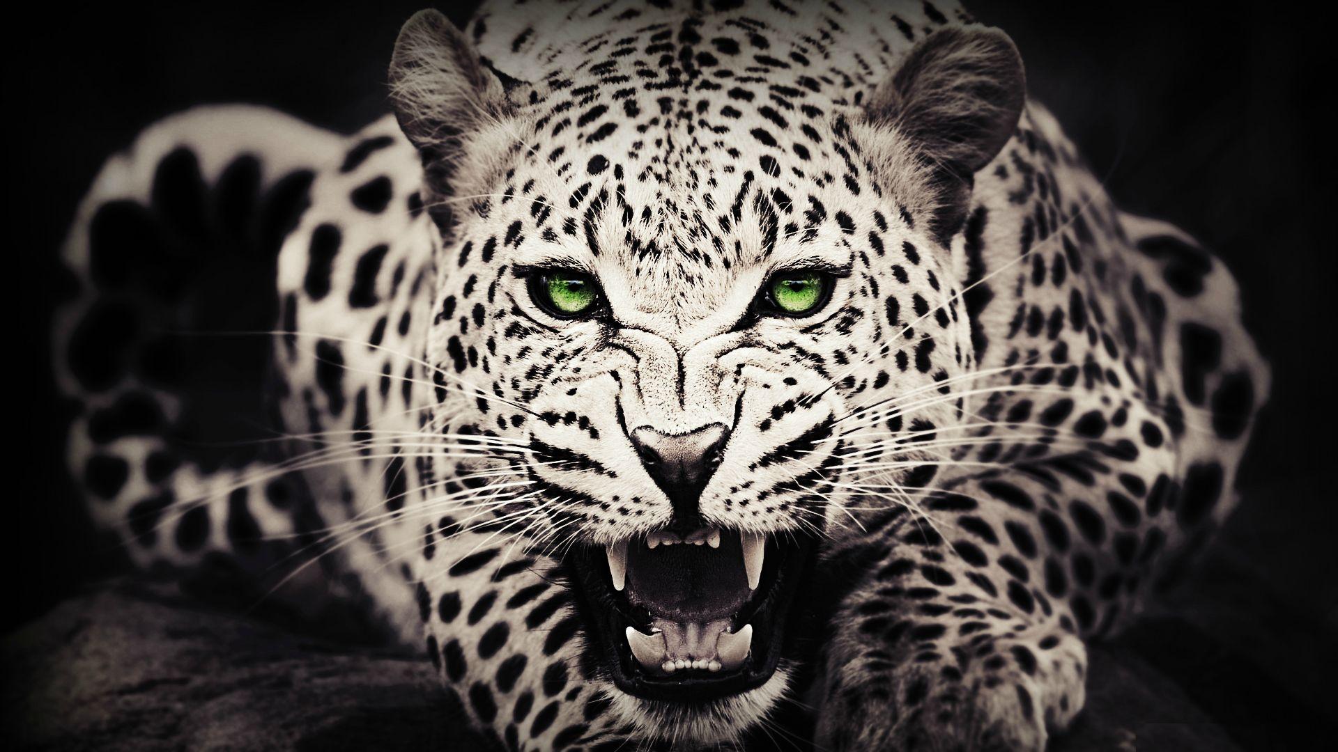 White Leopards HD Wallpaper | Snow Leopard Pictures | Cool Wallpapers