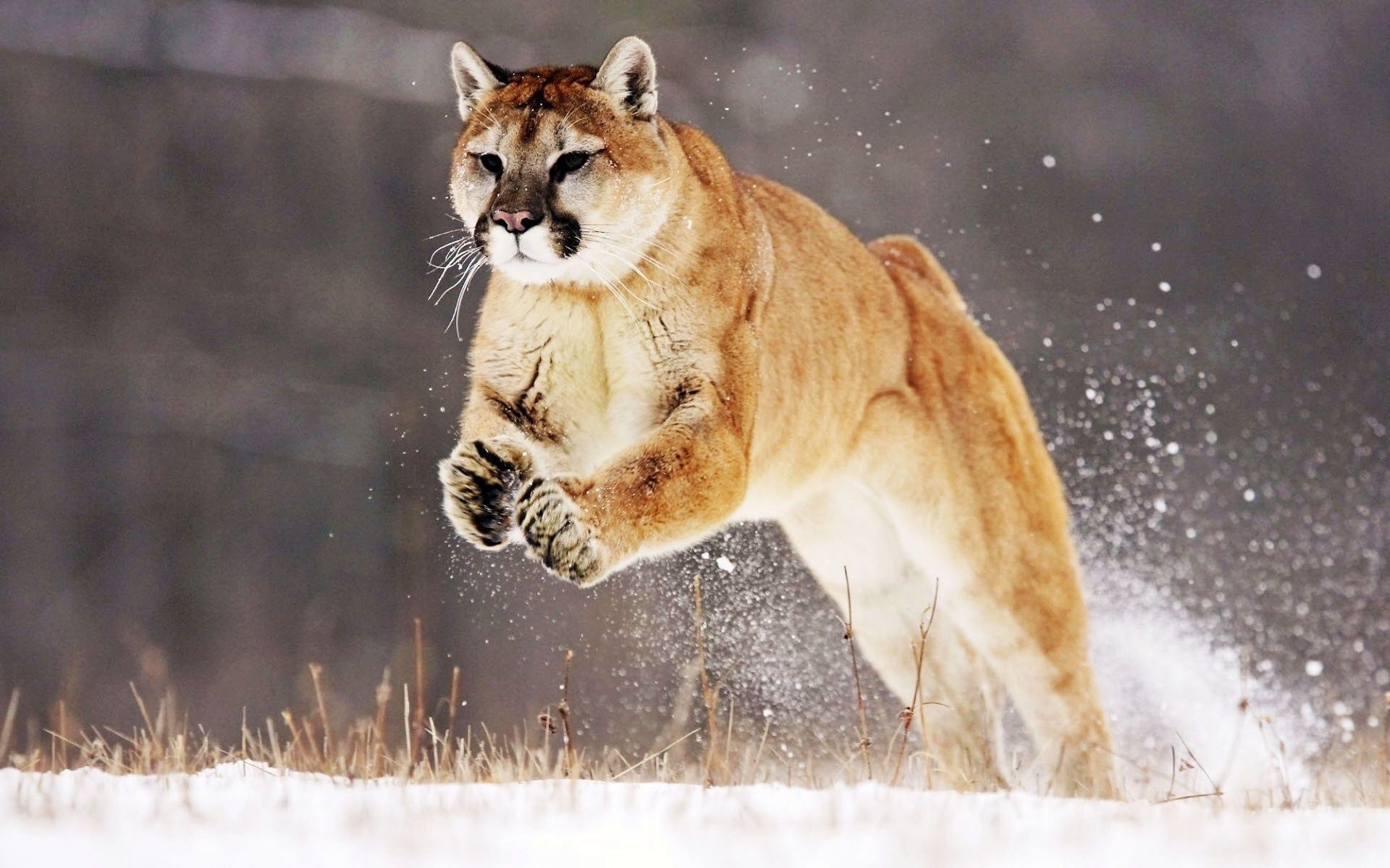 Cougar Desktop Wallpaper | Cougar Animal Pictures | Cool Wallpapers