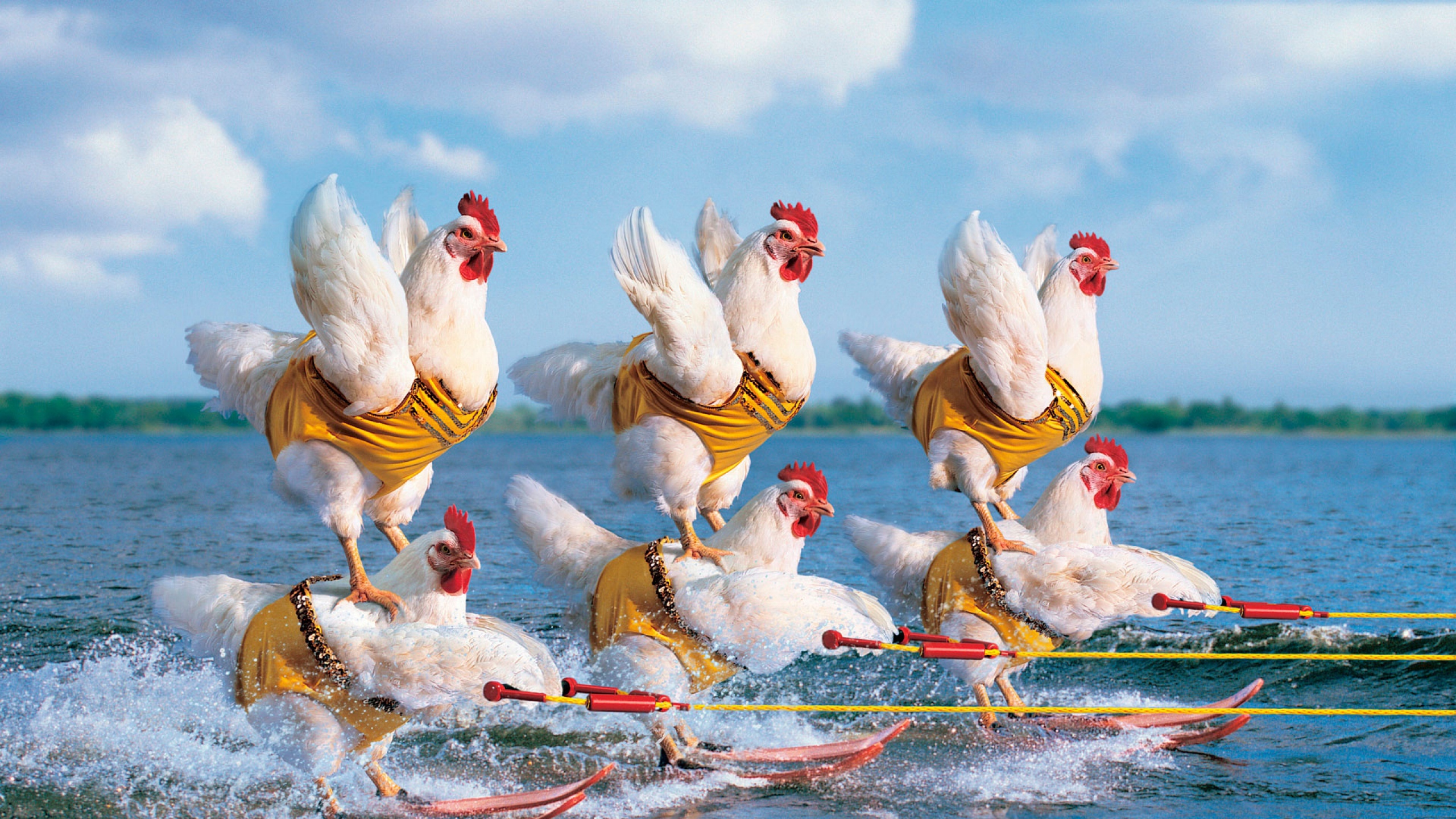 Download Wallpaper 2560x1440 Competition, Chicken, Sea, Water ...