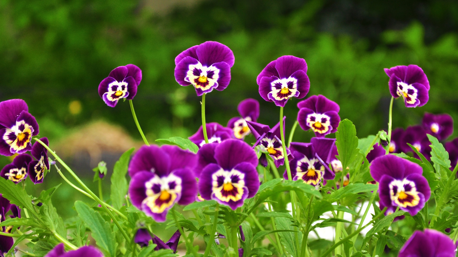 Beautiful Purple Flowers Pictures, Images and Wallpapers | Flower ...