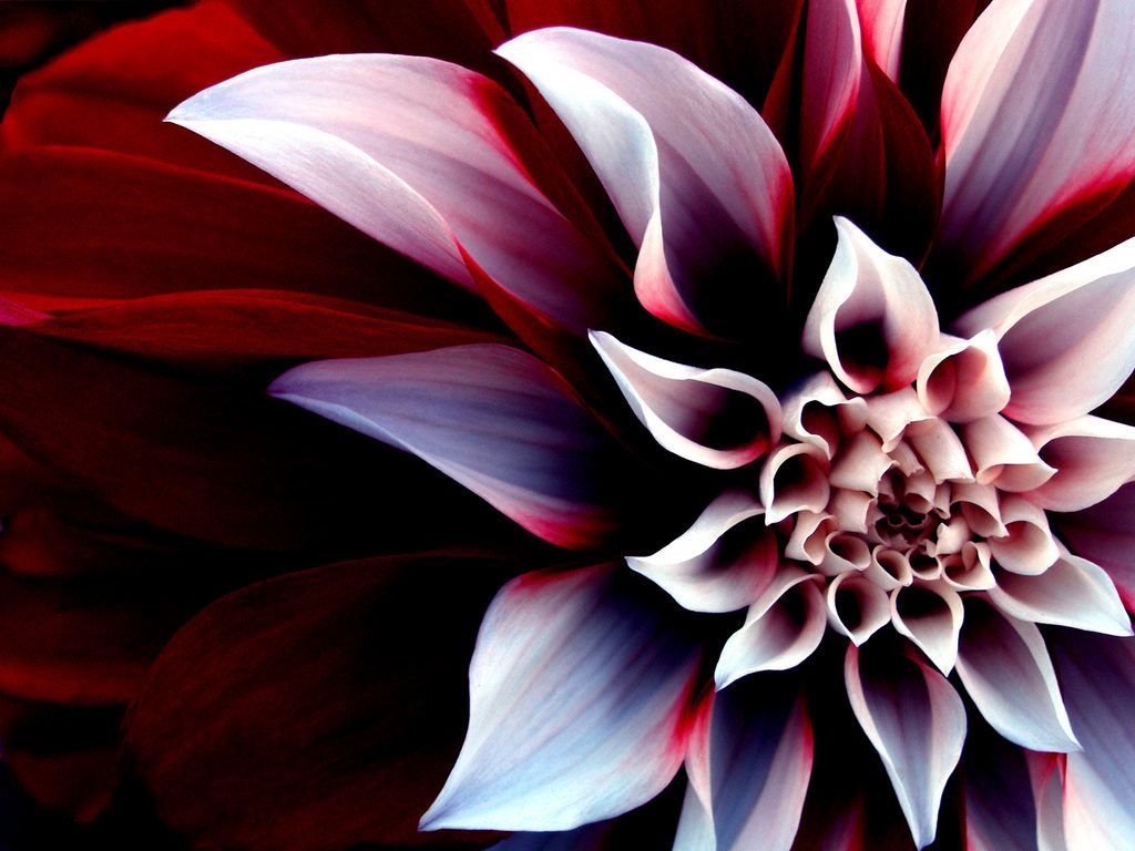 big flower images and wallpapers Download