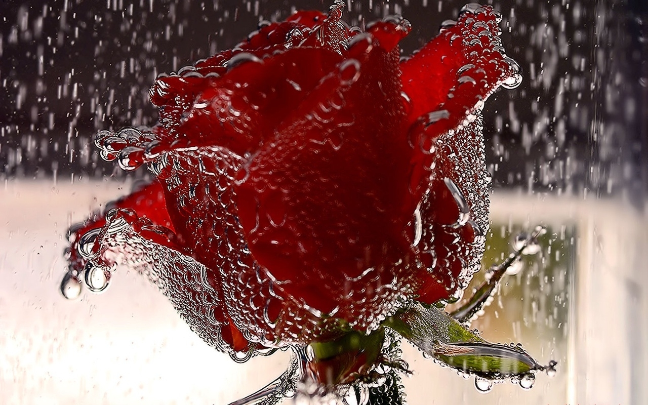 Lovely Red Rose Flowers Wallpapers - Entertainment Only