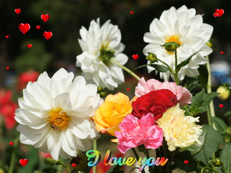 Beautiful flowers wallpapers free download ~ Toptenpack.com