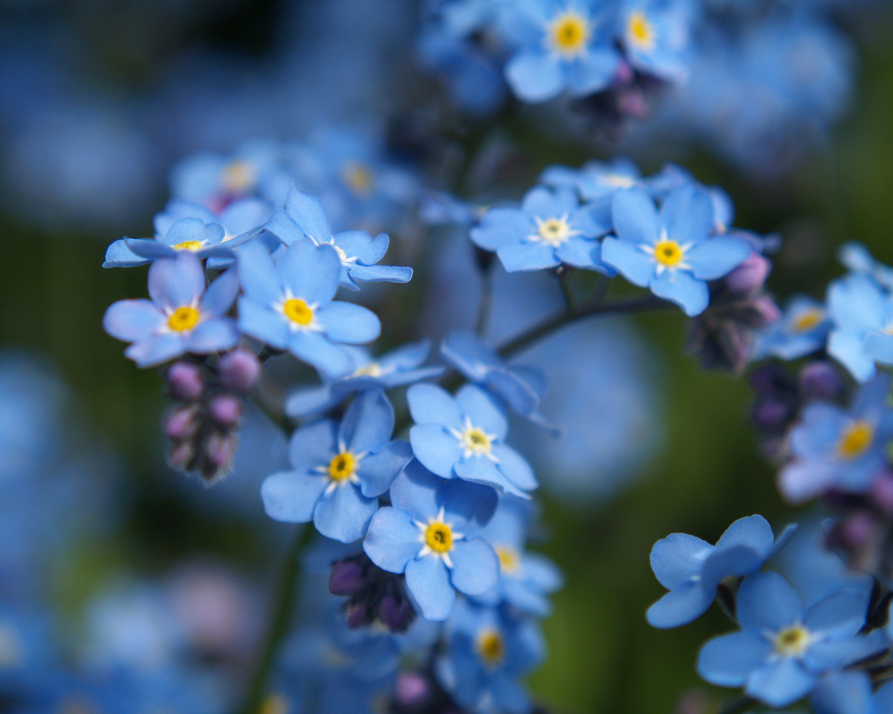 Forget Me Not Flowers | HD Wallpapers Plus