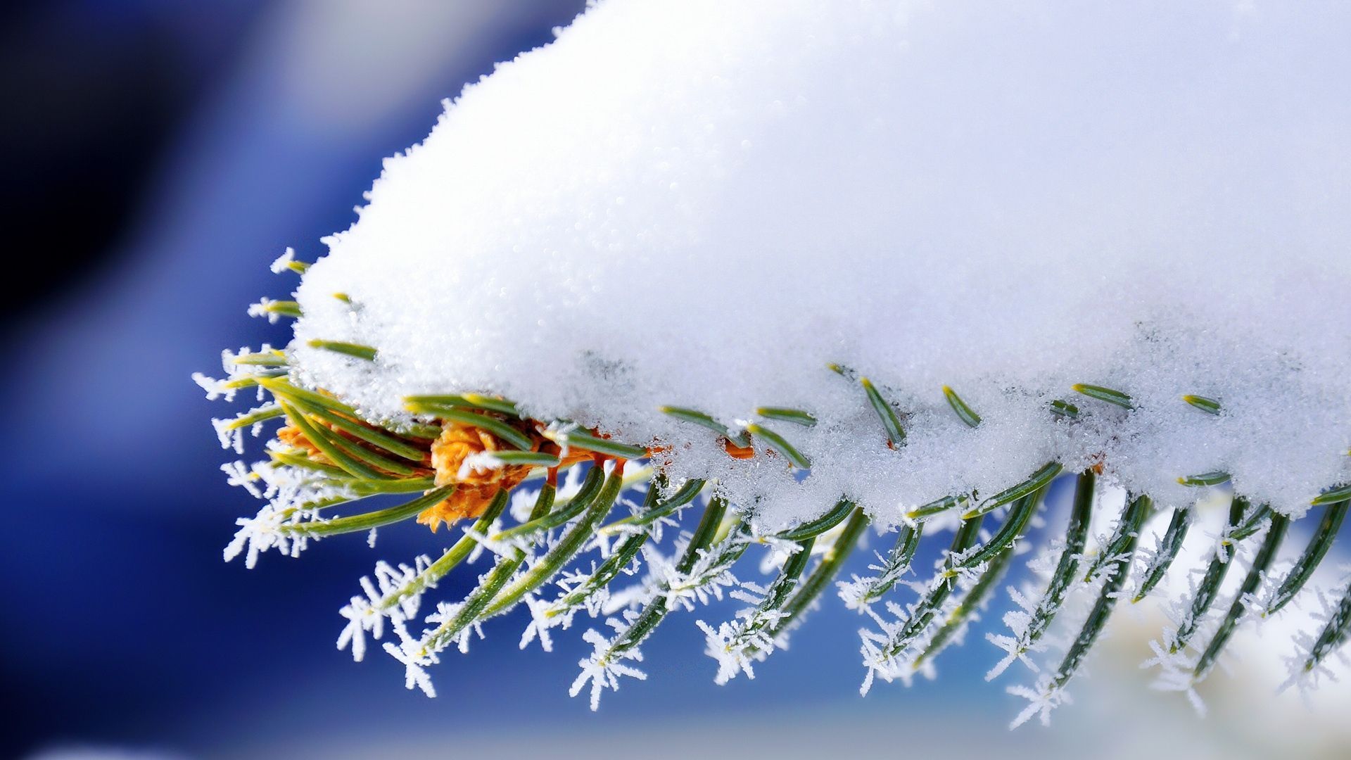 Download Wallpaper 1920x1080 Branch, snow, Spruce, Winter Full HD