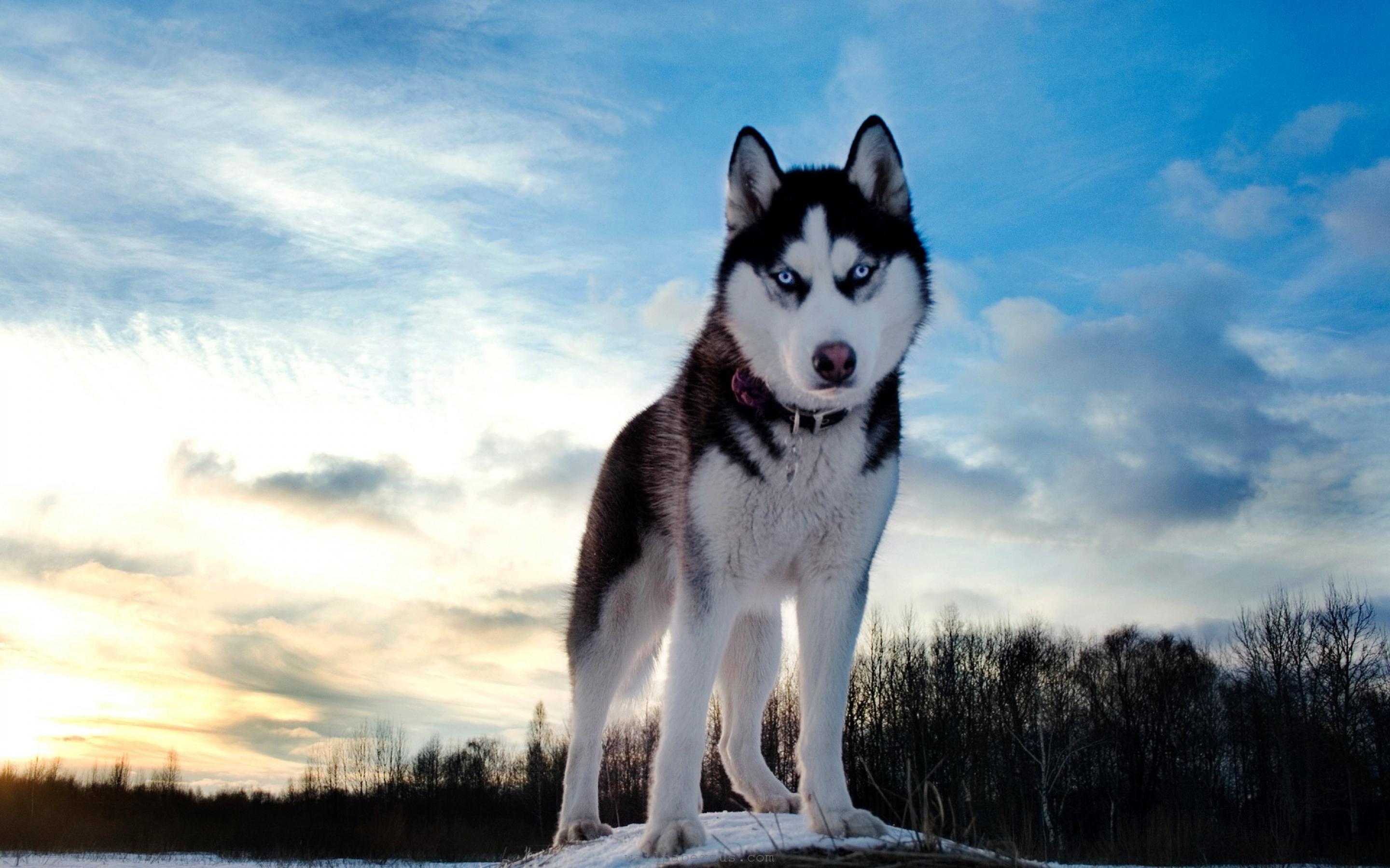 Husky Dog Winter Wallpaper Full HD - 1636213