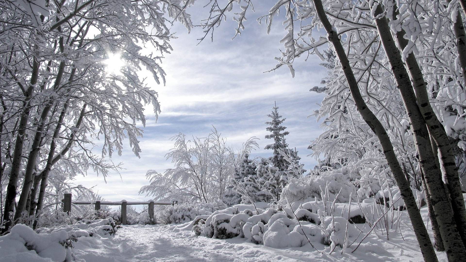 Download Wallpaper 1920x1080 Snow, Trees, Winter, Fence ...