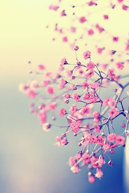 Pretty in Pink, Pink Flowers, Pink blossoms, Vintage photography ...