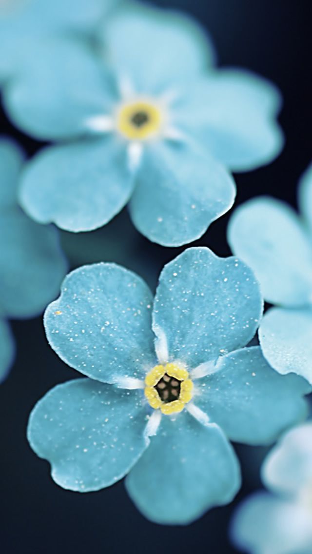 Gallery for - flowers iphone wallpaper