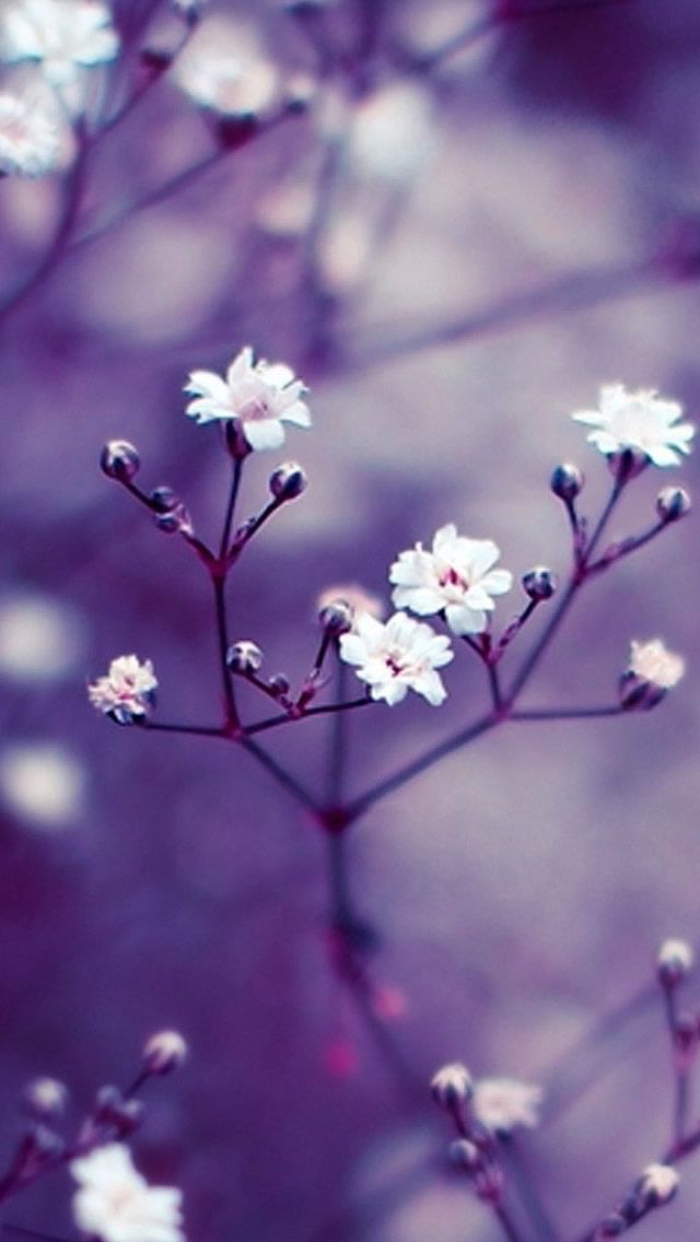 Beautiful Flower 03