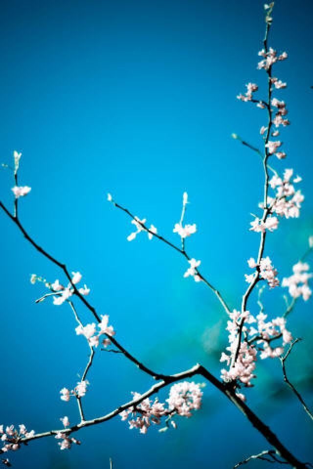 Blue and White Flower iPhone Wallpaper