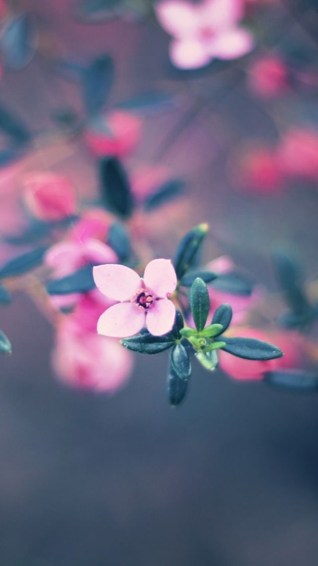 Flower iPhone 5s Wallpapers iPhone Wallpapers, iPad wallpapers
