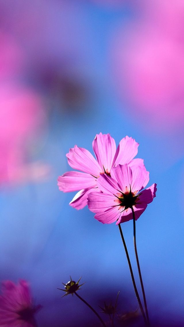 flower iPhone 5s Wallpapers | iPhone Wallpapers, iPad wallpapers ...