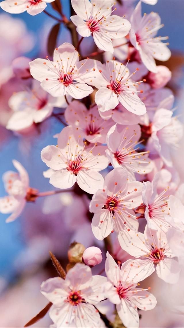Beautiful Pink Flower iPhone 5 Wallpapers Hd 640x1136 Wallpapers ...