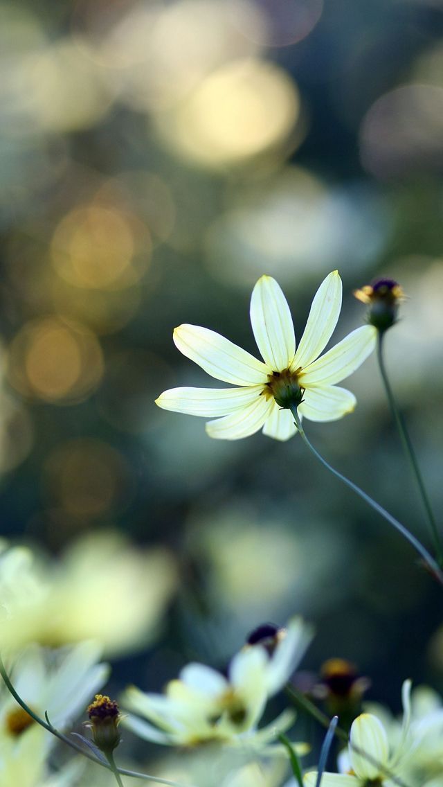 White Small Flowers iPhone 5s Wallpaper Download | iPhone ...