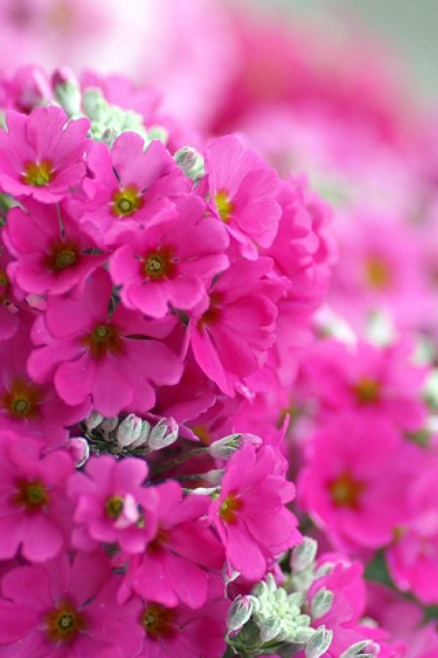 1468-pink-spring-flower-iphone-hd-wallpaper_640x960.jpg
