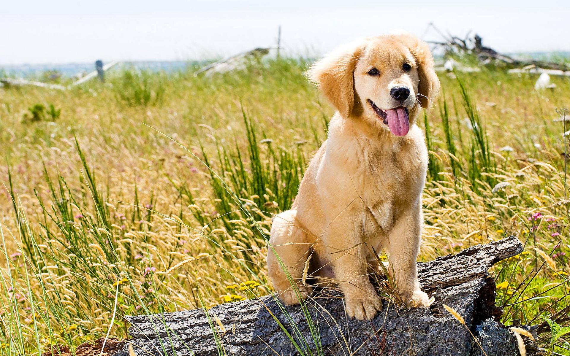 Top 10 Cutest Golden Retriever Puppies | All Puppies Pictures and ...