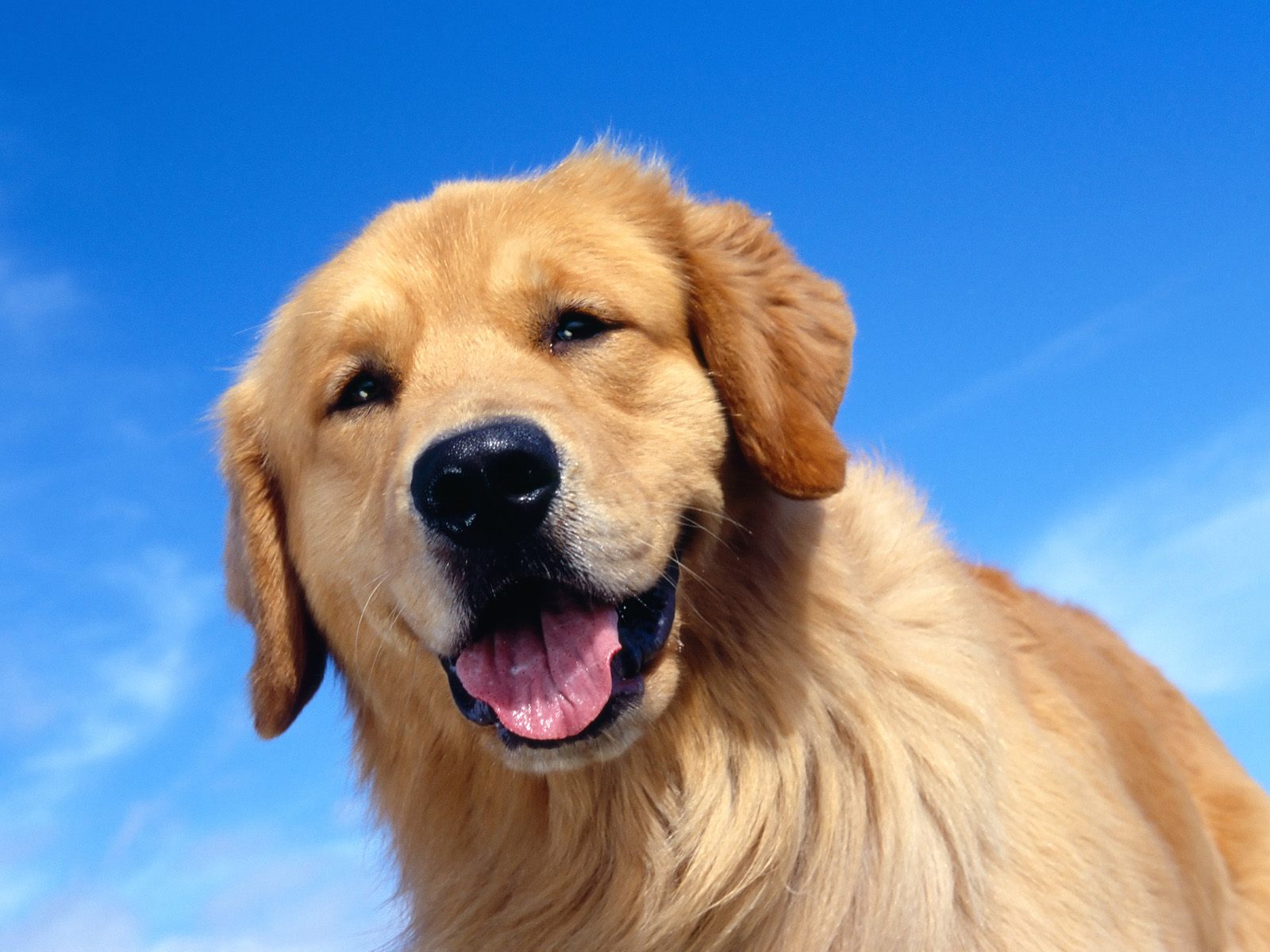 A selection of 8 Images of Golden Retriever in HD quality