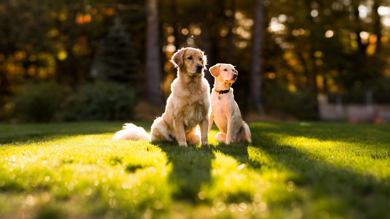 Golden Retriever Wallpapers HD Full HD Pictures