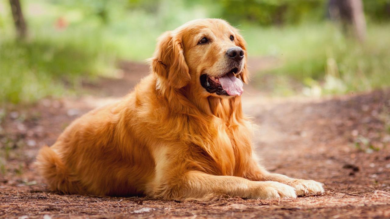 Golden Retriever Wallpaper - Android Apps on Google Play
