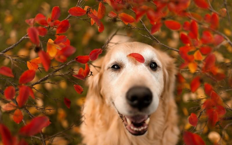 Golden Retriever Dog Wallpaper - Android Apps on Google Play