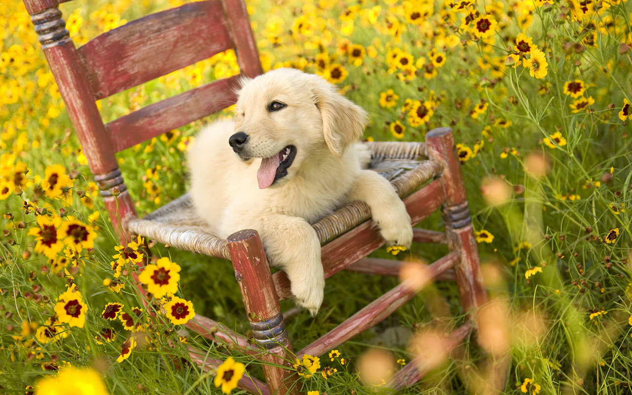 And friendly golden retrievers HD wallpaper 8 － Animal Wallpapers ...