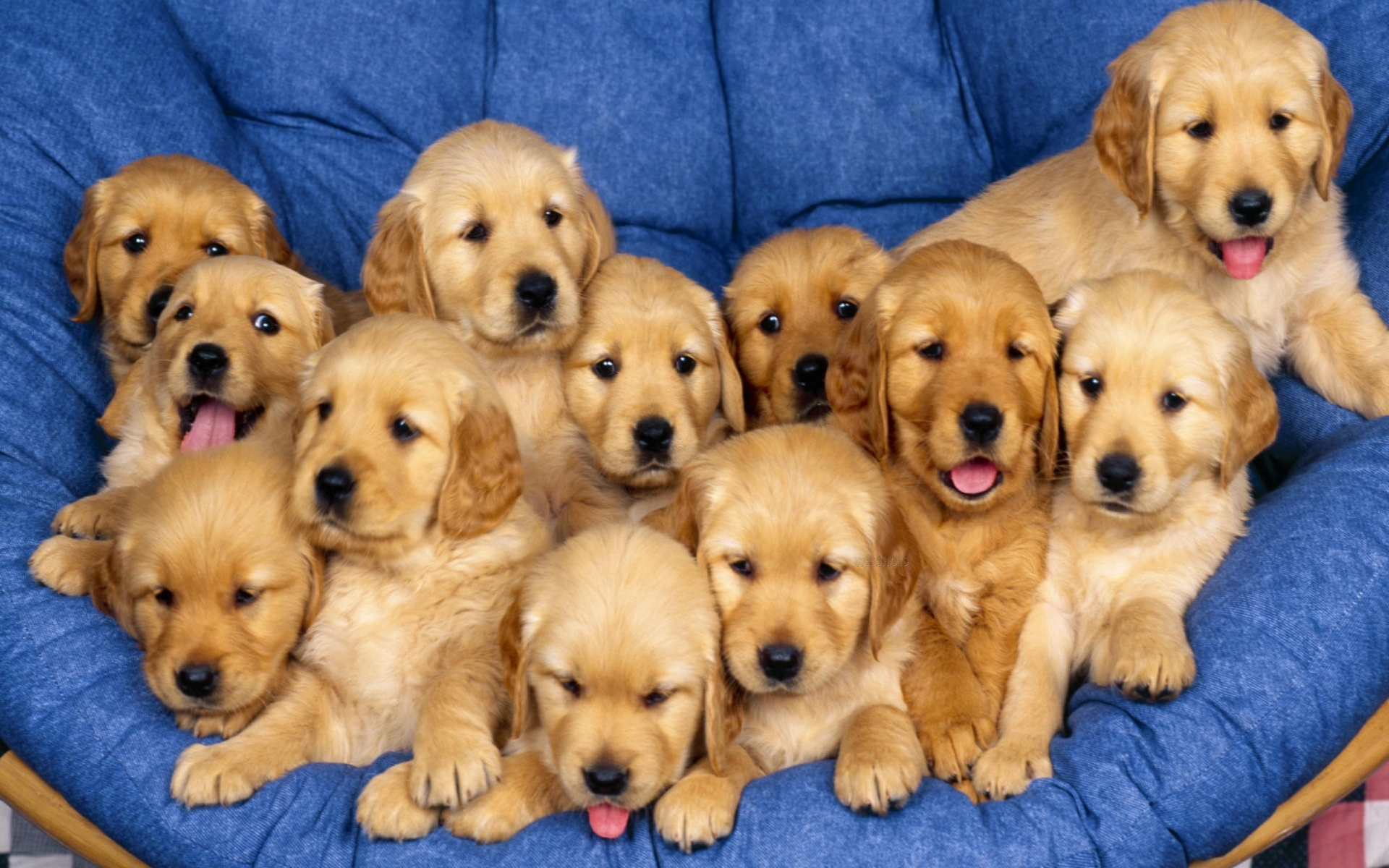 Desktop picture of a golden retriever dog wallpaper