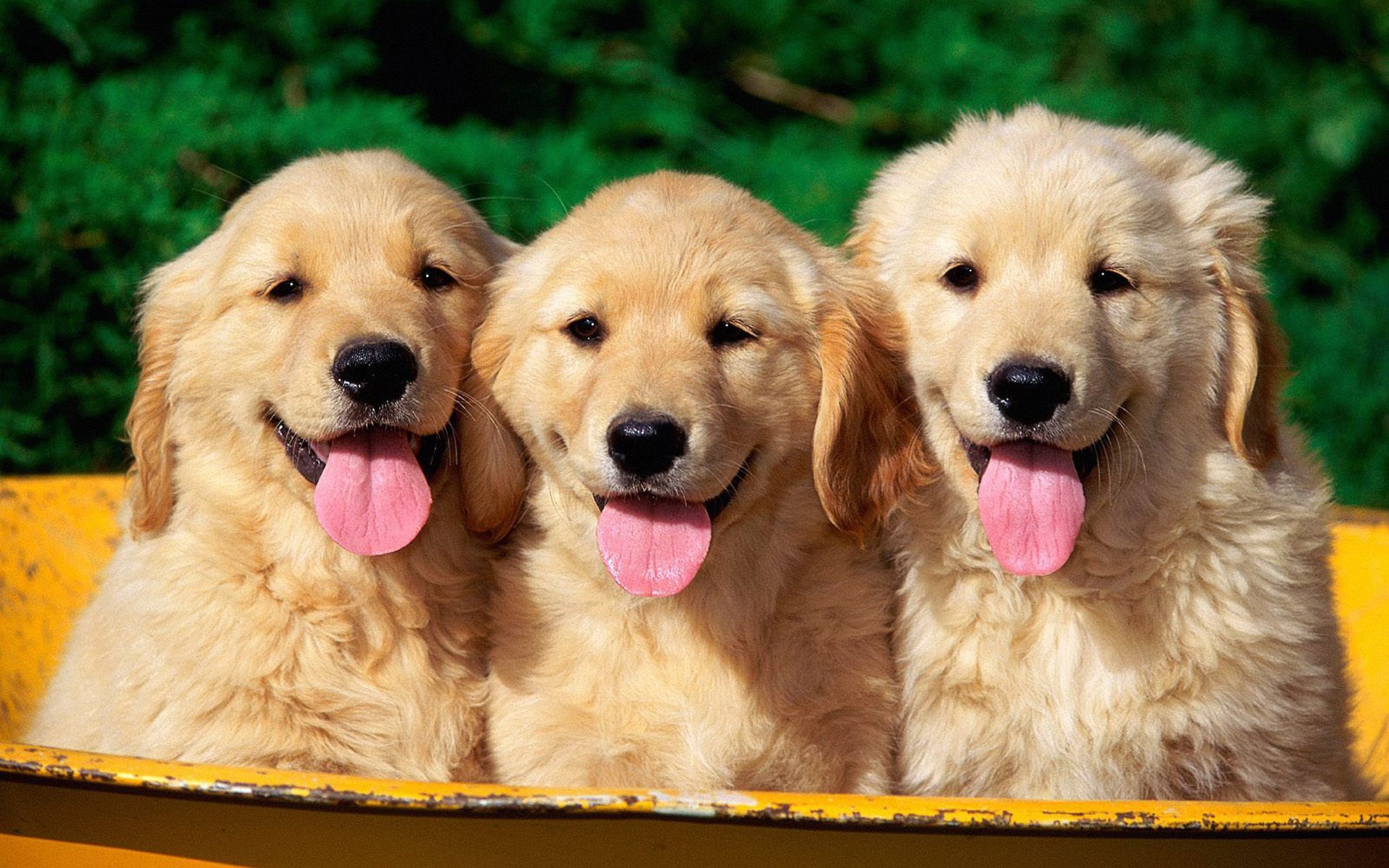 Golden retriever puppies wallpaper | Wallpaper Wide HD