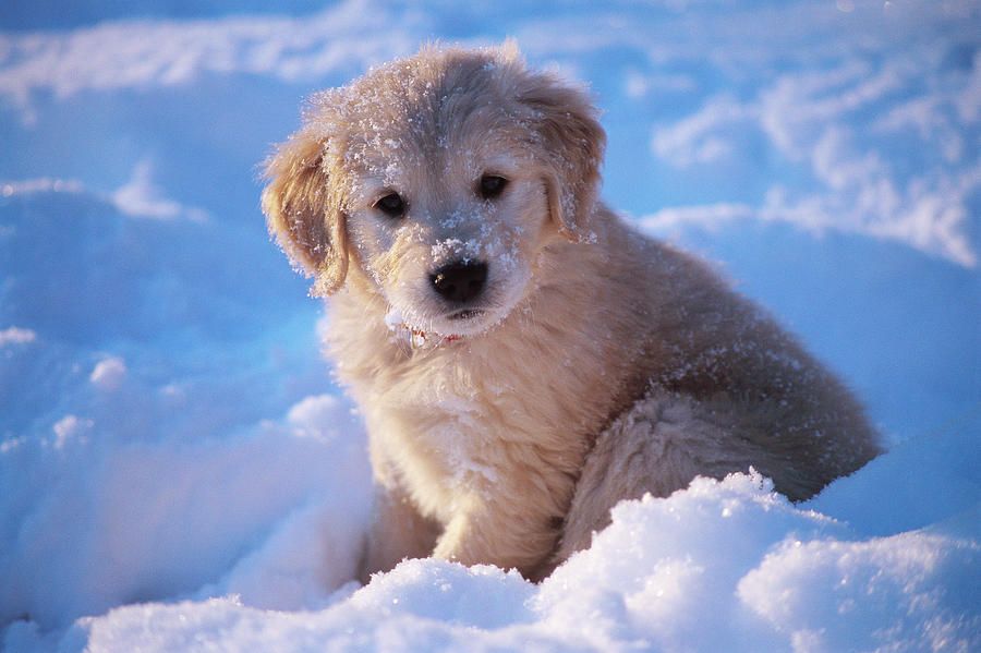 Cute Golden Retriever Puppies In Snow - wallpaper.