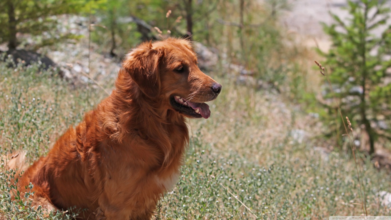 Golden Retriever Dog HD desktop wallpaper : High Definition : Mobile