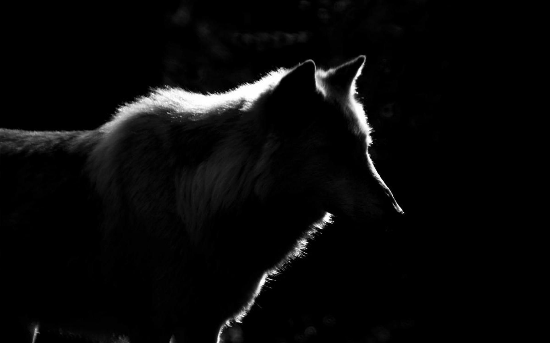 Charismatic strong wolf, Alone wolf with copy space, Lone wolf with  gradient background Generative AI Stock Illustration | Adobe Stock