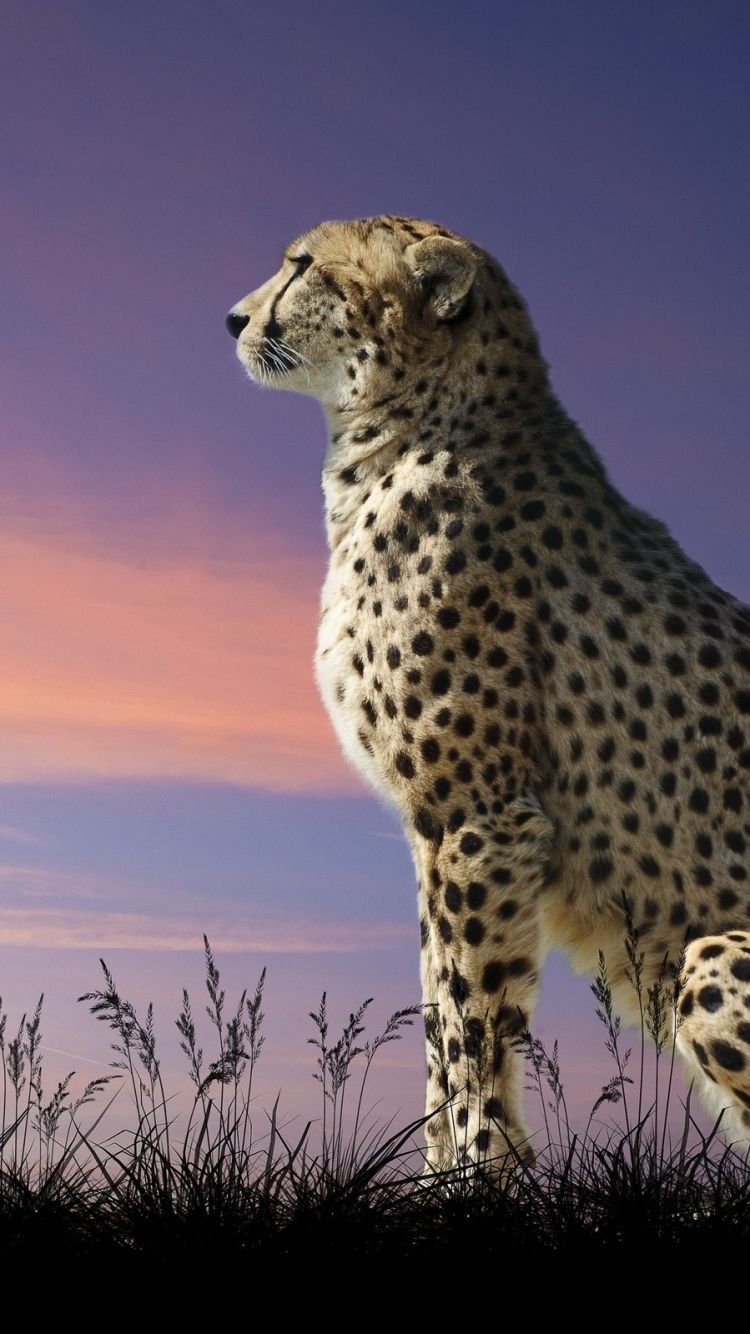 Download Wallpaper 750x1334 Cheetah, Nature, Sit iPhone 6 HD