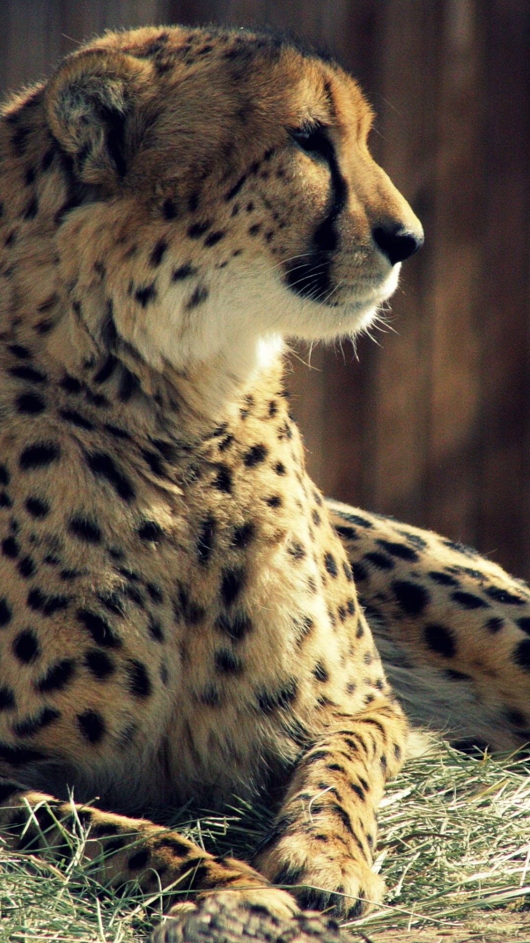 iPhone 6s Cheetah Wallpaper HD • iPhones Wallpapers