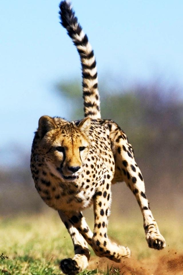 Cheetah iphone 4 wallpaper free phone 4 wallpapers backgrounds