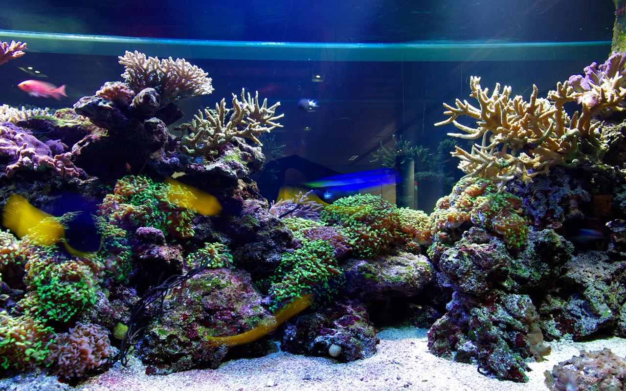 Aquarium Live Wallpaper - Android Apps on Google Play